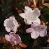 Abelia Petite Garden® Minedward -Boutique D'arbustes ABELIA PETITE GARDEN 7882 1