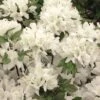 Azalée Du Japon Schneewittchen - Rhododendron Hybride -Boutique D'arbustes AZALEE JAP SCHNEEWITTCHEN Copyright Minier 7832 1