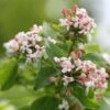 Abelia Mosanensis Sweet Emotion -Boutique D'arbustes Abelia mosanensis Sweet Emotion 87089 1