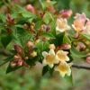Abelia X Grandiflora Sunny Charm - Abélia à Grandes Fleurs. -Boutique D'arbustes Abelia x grandiflora Sunny Charm MINDUO1 82321 1