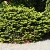 Abies Balsamea Nana - Sapin Baumier Nain -Boutique D'arbustes Abies balsamea Nana 0608002 1