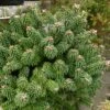 Sapin Nain - Abies Balsamea Piccolo -Boutique D'arbustes Abies balsamea Piccolo 0609002 1