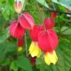 Abutilon Megapotamicum - Abutilon Du Grand Fleuve. -Boutique D'arbustes Abulilon megapotamicum 83213 1