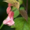 Abutilon Pink Charm 2 Abutilon Pink Charm -Boutique D'arbustes Abutilon Pink Charm V 18700 1