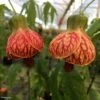 Abutilon Striatum Redvein 2 Abutilon Striatum Redvein -Boutique D'arbustes Abutilon redvein IF 17337 1