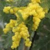 Acacia Dealbata Gaulois Astier GREFFE - Mimosa Des Fleuristes -Boutique D'arbustes Acacia dealbata Gaulois Astier GREFFE 85885 1