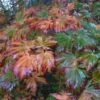 Érable Du Japon - Acer Japonicum Aconitifolium En Pot De 4/5L -Boutique D'arbustes Acer japonicum Aconitifolium ld wlcutler 781545 1