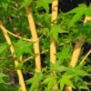 Érable Du Japon Bi Hoo - Acer Palmatum -Boutique D'arbustes Acer palmatum Bi Hoo 89579 1