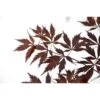 Érable Du Japon Black Lace - Acer Palmatum -Boutique D'arbustes Acer palmatum Black Lace 89580 1