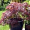Erable Du Japon - Acer Palmatum Inaba-Shidare -Boutique D'arbustes Acer palmatum Inaba 83920 1