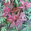 Érable Du Japon Jerre Schwartz - Acer Palmatum -Boutique D'arbustes Acer palmatum Jarre Schwartz 89581 1
