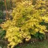 Acer Palmatum Orange Dream -Boutique D'arbustes Acer palmatum Orange Dream copyright 7815502 1