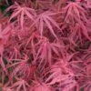 Erable Du Japon - Acer Palmatum Red Pygmy -Boutique D'arbustes Acer palmatum Red Pygmy 83922 1