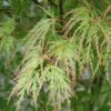Érable Du Japon - Acer Palmatum Seiryu -Boutique D'arbustes Acer palmatum Seiryu 1002392 1