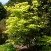 Érable Du Japon - Acer Shirasawanum Aureum -Boutique D'arbustes Acer shirasawanum Aureum ld wlcutler 781553 1