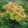 Érable Du Japon - Acer Shirasawanum Autumn Moon -Boutique D'arbustes Acer shirasawanum Autumn moon 83917 1