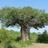 Adansonia Digitata - Baobab Africain -Boutique D'arbustes Adansonia digitata 89876 1