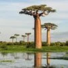 Adansonia Grandidieri - Baobab De Madagascar -Boutique D'arbustes Adansonia grandidieri 89877 1