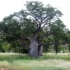 Adansonia Gregorii - Petit Baobab Australien -Boutique D'arbustes Adansonia gregorii 89878 1