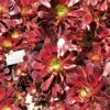 Aeonium Arboreum Garnet - Aeonium En Arbre -Boutique D'arbustes Aeonium arboreum Garnet Aeonium en arbre LD 18016 1