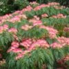 Albizia Julibrissin Ombrella - Arbre à Soie -Boutique D'arbustes Albizia julibrissin Ombrella ld wlcutler 781540 1