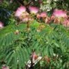 Albizia Julibrissin Rosea - Arbre à Soie Rose -Boutique D'arbustes Albizia julibrissin Rosea 87575 1