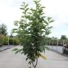 Amelanchier Canadensis Rainbow Pillar -Boutique D'arbustes Amelanchier canadensis RAINBOW PILLAR 83941 1