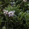 Arctostaphylos Uva-ursi - Raisin D'ours -Boutique D'arbustes Arctostaphylos uva 83946 1