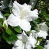 Azalée Japonaise Dorothy Heiden -Boutique D'arbustes Azalea japonica Dorothy Heiden 1004082 1