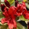 Azalée De Chine Nabucco - Azalea Mollis -Boutique D'arbustes Azalee de Chine Nabucco 84820 1