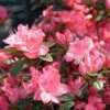 Azalée Japonaise Blaauw's Pink - Rhododendron Hybride -Boutique D'arbustes Azalee japonaise Blaauw s Pink 85720 1