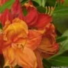 Azalée Glowing Embers - Rhododendron Molle -Boutique D'arbustes Azalee mollis Glowing Embers 82635 1