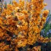 Berberis Linearifolia Orange King - Epine-vinette -Boutique D'arbustes Berberis linearifolia Orange King Epine vinette 83955 1