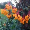 Berberis Lologensis Apricot Queen - Epine-vinette. -Boutique D'arbustes Berberis lologensis Apricot Queen 83956 1