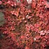 Berberis Thunbergii Fireball - Epine-vinette -Boutique D'arbustes Berberis thunbergii Fireball 781669 1