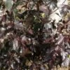 Bouleau Pourpre - Betula Pendula Royal Frost 1 Bouleau Pourpre - Betula Pendula Royal Frost -Boutique D'arbustes Betula pendula Royal Frost 781636 1