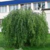 Bouleau Pleureur Youngii - Betula Pendula -Boutique D'arbustes Betula pendula Youngii 83970 1