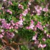 Boronia Crenulata Shark Bay - Boronie à Feuilles Crénelées -Boutique D'arbustes Boronia crenulata Shark Bay 100406 1