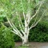 Bouleau Blanc De L'Himalaya - Betula Utilis Var. Jacquemontii 'Doorenbos' 1 Bouleau Blanc De L'Himalaya - Betula Utilis Var. Jacquemontii 'Doorenbos' -Boutique D'arbustes Bouleau blanc de lHimalaya 0533003 1