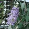 Buddleia Lochinch - Arbre Aux Papillons -Boutique D'arbustes Buddleia Lochinch 80059 1