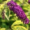 Buddleia Davidii Santana - Arbre à Papillons Panaché -Boutique D'arbustes Buddleia davidii Santana 87573 1