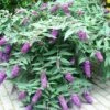 Buddleja BLOOMTASTIC® Dreaming Lavender - Arbre Aux Papillons Nain 1 Buddleja BLOOMTASTIC® Dreaming Lavender - Arbre Aux Papillons Nain -Boutique D'arbustes Buddleja Bloomtastic Dreaming Lavender 88783 1