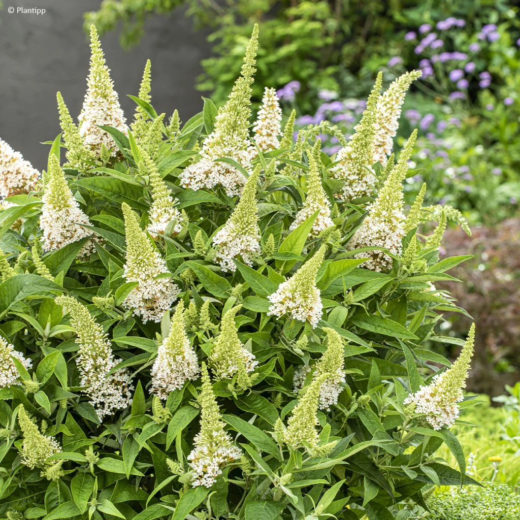 Buddleja Davidii Butterfly Candy Little White - Arbre Aux Papillons Nain 3 Buddleja Davidii Butterfly Candy Little White - Arbre Aux Papillons Nain