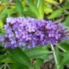 Buddleja Flutterby Peace - Arbre Aux Papillons -Boutique D'arbustes Buddleja Flutterby Peace 100415 1