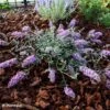 Buddleia Free Petite Lavender Flow - Arbre Aux Papillons 1 Buddleia Free Petite Lavender Flow - Arbre Aux Papillons -Boutique D'arbustes Buddleja Free Petite Lavender Flow 100416 1