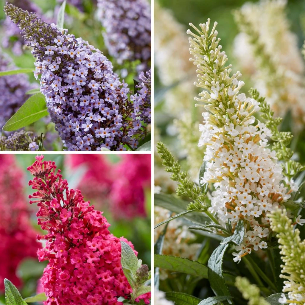 Buddleja Davidii Butterfly Candy Trio Little Sweetheart, White, Little Ruby - Arbres à Papillons Nains 3 Buddleja Davidii Butterfly Candy Trio Little Sweetheart, White, Little Ruby - Arbres à Papillons Nains