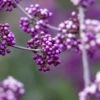 Callicarpa Bodinieri Liebespaar - Arbuste Aux Bonbons 1 Callicarpa Bodinieri Liebespaar - Arbuste Aux Bonbons -Boutique D'arbustes Callicarpa bodinieri Liebespaar Arbuste aux bonbons copyright 17887 1