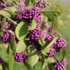 Callicarpa Bodinieri Magical Deep Purple 1 Callicarpa Bodinieri Magical Deep Purple -Boutique D'arbustes Callicarpa bodinieri Magical Deep Purple copyright 18286 1