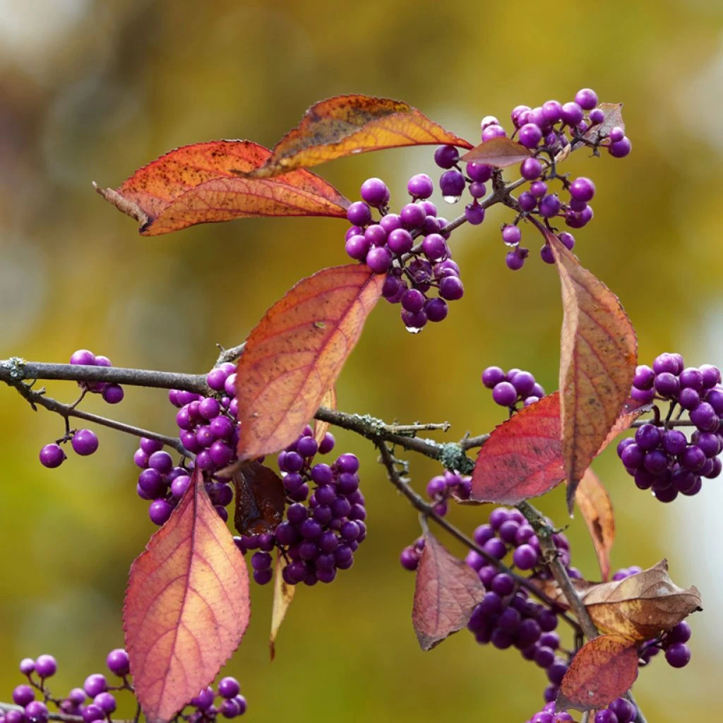 Callicarpa Bodinieri Magical Purple Giant 3 Callicarpa Bodinieri Magical Purple Giant