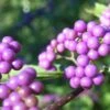 Callicarpa Japonica - Arbuste Aux Bonbons Du Japon -Boutique D'arbustes Callicarpa japonica 87130 1